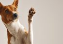 Kommunikation zwischen Hund und Mensch – wie geht es richtig?