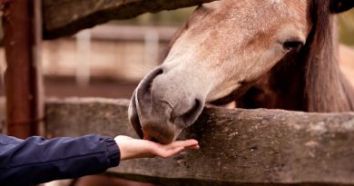 Der Lieblingssnack der Pferde: wie gesund sind Möhren wirklich?